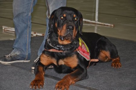 Gaziantep'in en güzel köpeği seçildi