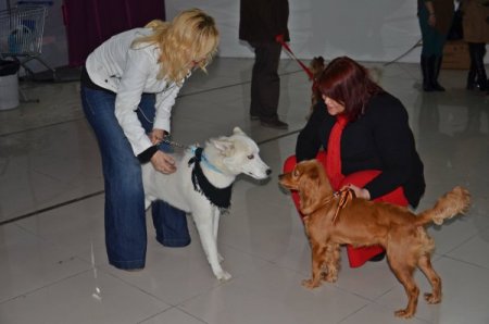 Gaziantep'in en güzel köpeği seçildi