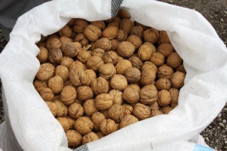 Gaziantep'te 25 Ton Kacak Ceviz Ele Geçirildi