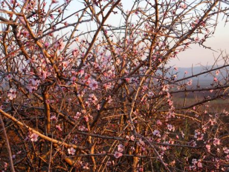 Gaziantep'te Badem Ağacı Çiçek