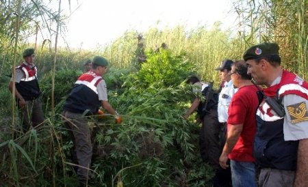 Gazipaşa'da Hint keneviri operasyonu