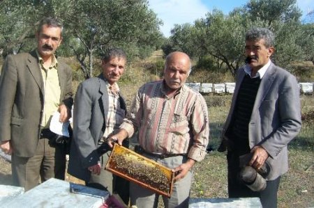 Gdo'lu Ürünler Bal Üreticilerini De Etkiledi