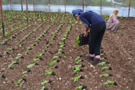 Gelişen çiğ köfte sektörü, marul üretimini patlattı
