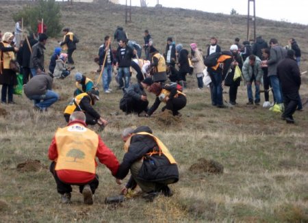 Gemerek'te tohumlar fidana, fidanlar ağaca dönecek