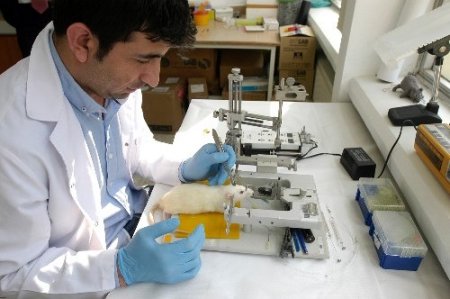 Genetiği değiştirilmiş fare ile Alzheimer hastalığına çare aranacak