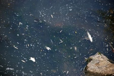 Gerede'deki Balık Ölümlerine Kaymakamlık El Koydu
