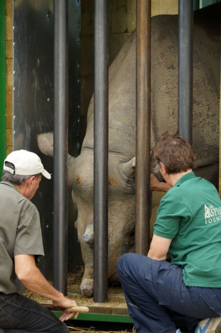 Gergedanlar, 10 Saatlik Uçak Yolculuğu İle Doğal Yaşama Kavuştu