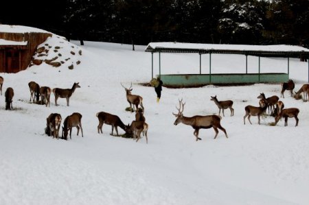 Geyikler, Karın Altında Yonca Peşinde Koştu