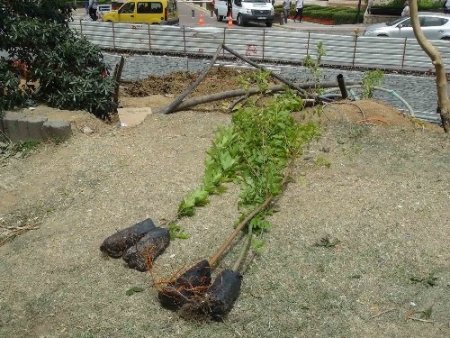 Gezi Parkı’ndaki fidan diktiler