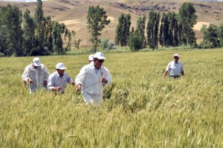 Gıda, Tarım ve Hayvancılık Müdürlüğü ekipleri süne mücadelesini sürdürüyor
