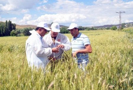 Gıda, Tarım ve Hayvancılık Müdürlüğü ekipleri süne mücadelesini sürdürüyor