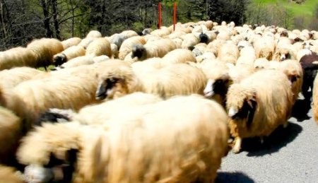 Giresun yaylaları şenleniyor