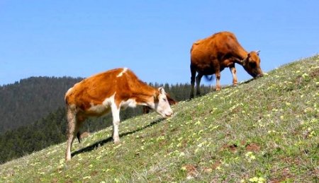 Giresun yaylaları şenleniyor