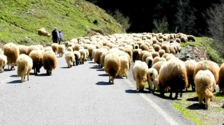 Giresun yaylaları şenleniyor