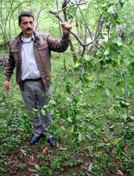 Giresun Ziraat Odası Başkanı Akbaşlı: Fırtına Fındıkta Ciddi Hasara Yol Açtı