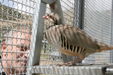 Giresun'da Bin Keklik Doğaya Salıverildi