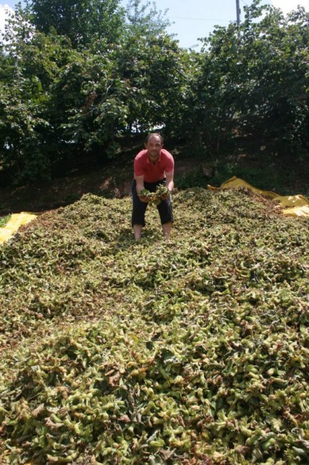 Giresun'da Fındık Hasadı Başladı