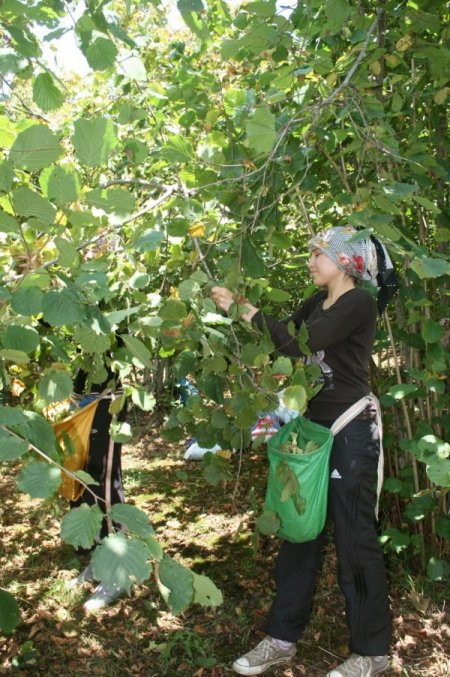Giresun'da Fındık Hasadı Başladı