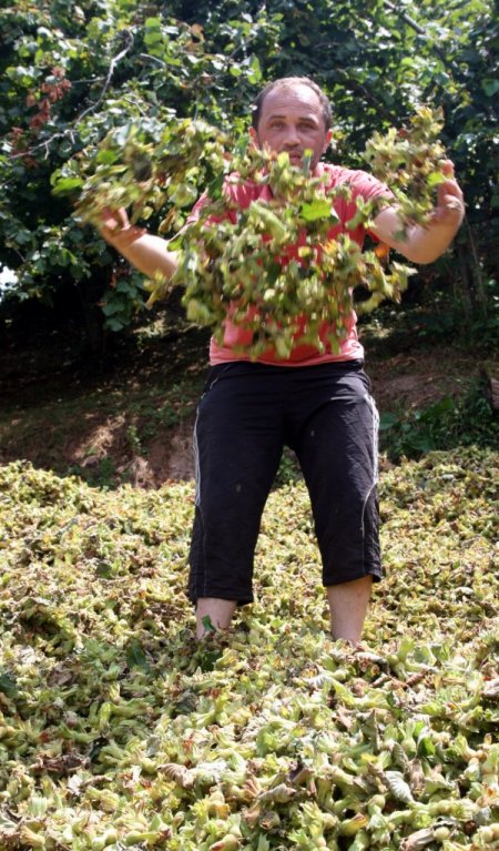 Giresun'da Fındık Hasadı Başladı
