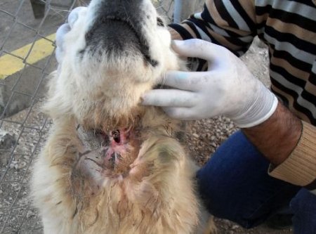 Gırtlağı Kesilen Köpeğe 2 Saatlik Operasyon