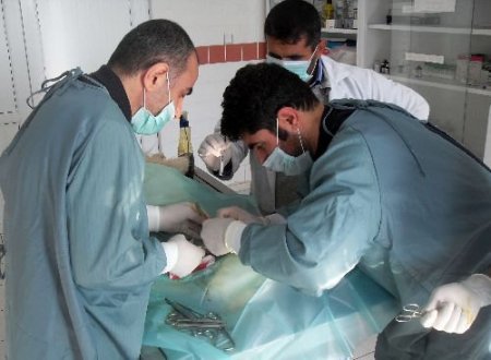 Gırtlağı Kesilen Köpeğe 2 Saatlik Operasyon