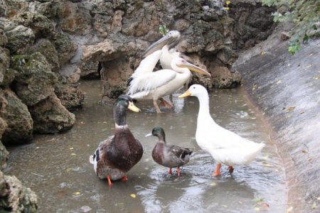 Göç ederken rahatsızlanan pelikanı işçiler buldu