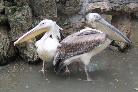 Göç ederken rahatsızlanan pelikanı işçiler buldu