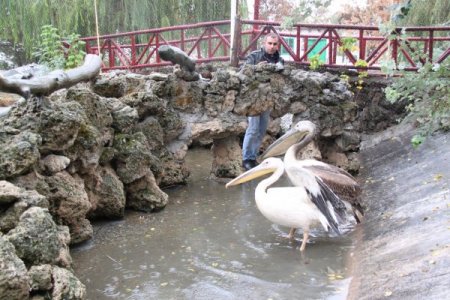 Göç ederken rahatsızlanan pelikanı işçiler buldu