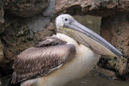 Göç ederken rahatsızlanan pelikanı işçiler buldu