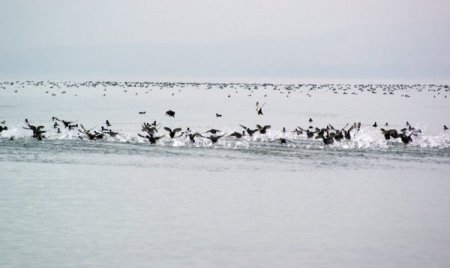 Göçmen kuşların yolculuğu başladı