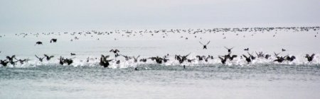 Göçmen kuşların yolculuğu başladı