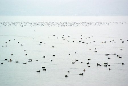 Göçmen kuşların yolculuğu başladı