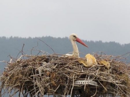 Göçmen Leyleklerin Yavruları Yumurtadan Çıkmaya Başladı