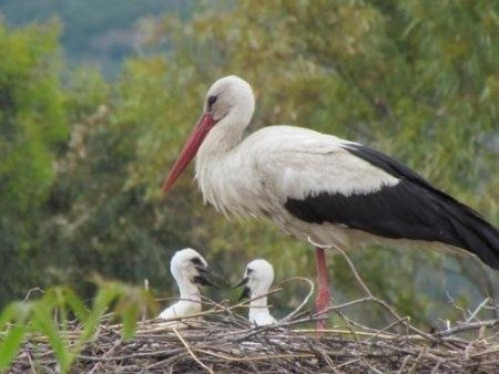 Göçmen Leyleklerin Yavruları Yumurtadan Çıkmaya Başladı