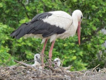 Göçmen Leyleklerin Yavruları Yumurtadan Çıkmaya Başladı