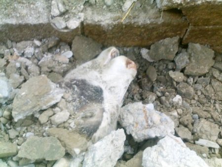 Gök gürültüsüyle çöken ahırda 2 inek telef oldu