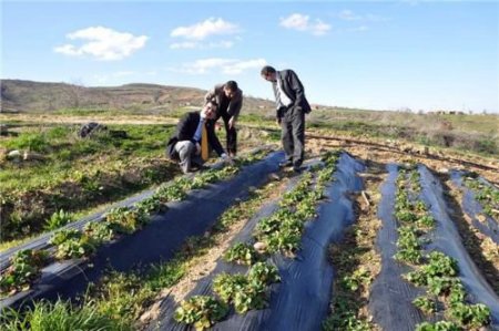 Gökeyüplüler Dünyaya Çilek Satmak İstiyor