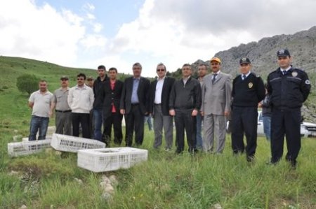 Göksun'da 500 Adet Keklik Doğaya Bırakıldı