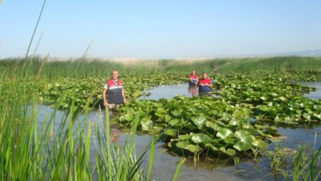 Göl ortasındaki adacığı kenevir tarlası yaptılar