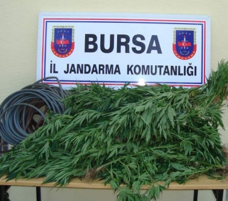 Göl ortasındaki adacığı kenevir tarlası yaptılar