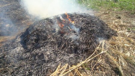 Göl ortasındaki adacığı kenevir tarlası yaptılar