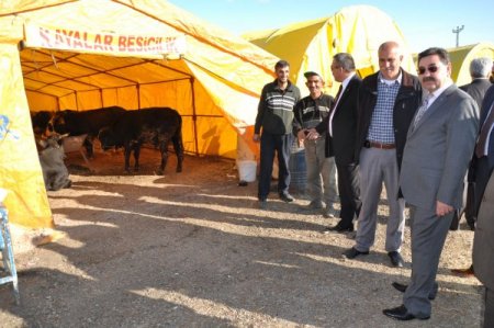 Gölbaşı Belediyesi, Haymana yolu üzerinde kurban pazarı açtı