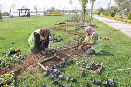 Gölbaşı'nda parklar kış çiçekleriyle süsleniyor
