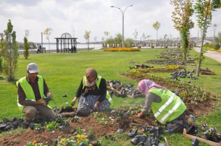 Gölbaşı'nda parklar kış çiçekleriyle süsleniyor