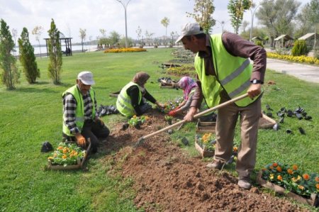 Gölbaşı'nda parklar kış çiçekleriyle süsleniyor