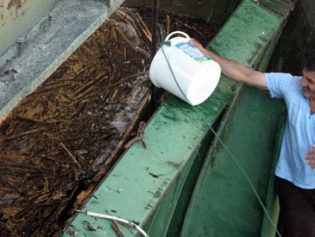 Gölden Denize Karışan Yavru Balıklar Kovalarla Toplandı