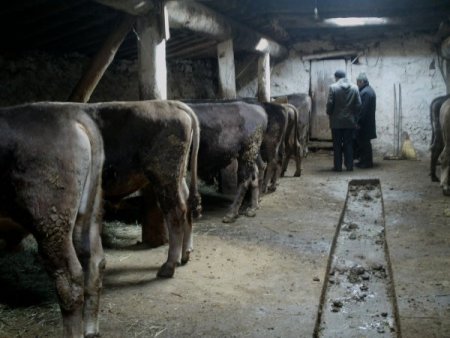 Göle’de Et Fiyatları Düşürüldü