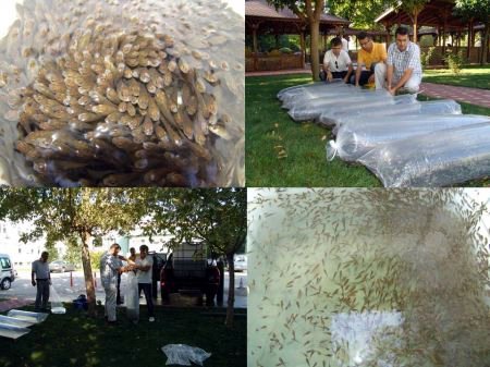 Göletlere 36 Bin Adet Sazan Yavrusu Bırakıldı