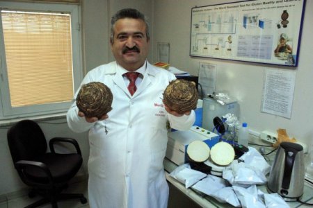 Gölevez cipsi patatese alternatif olacak