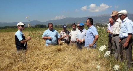 Gölhisarlı Çiftçilere Makarna İçin İdeal Buğday Türü Tanıtıldı